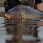 Zbliżenie na złowionego karpia częściowo zanurzonego w wodzie jeziora